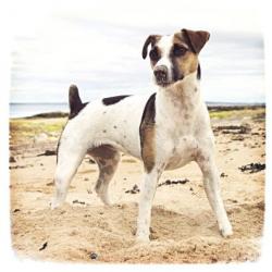 Tarjeta Jack Russell en la playa