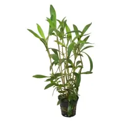 Planta Hygrophyla Salicifolia Angustifolia para acuarios