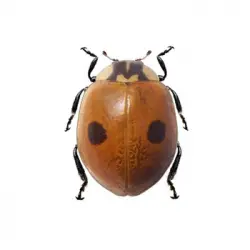 Mariquita De Dos Puntos (adalia Bipunctata)